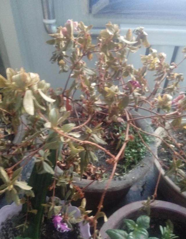 迎春花扦插：繁殖技巧与养护指南
