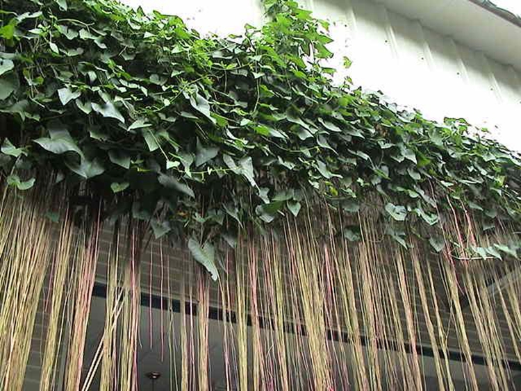 鸭脚木扦插技术：繁殖新植株的实用指南