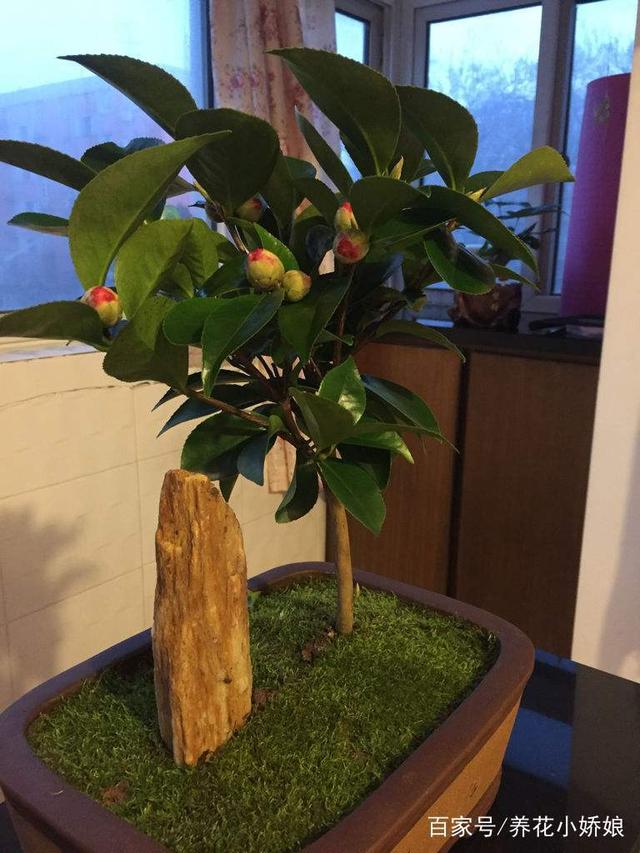 兰花盆栽养护技术