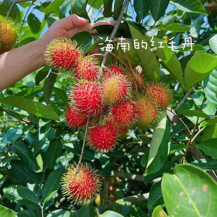 红梅的养殖方法和注意事项