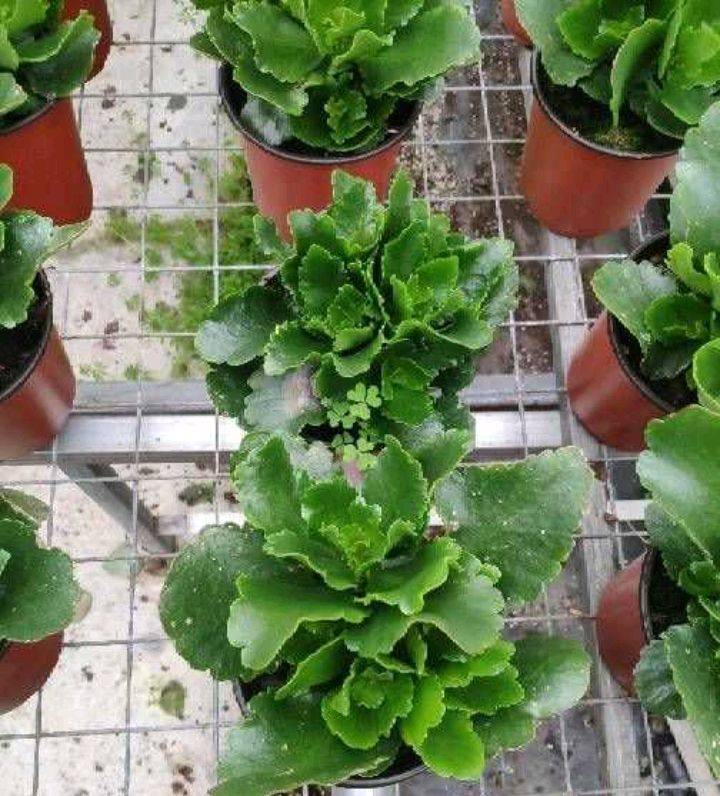 可以春天扦插的植物：开启园艺新篇章