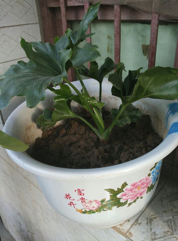 番杏扦插：繁殖新植株的简易方法