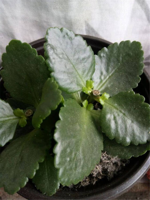 盆栽小番茄温度：掌握关键要点，养出丰硕果实