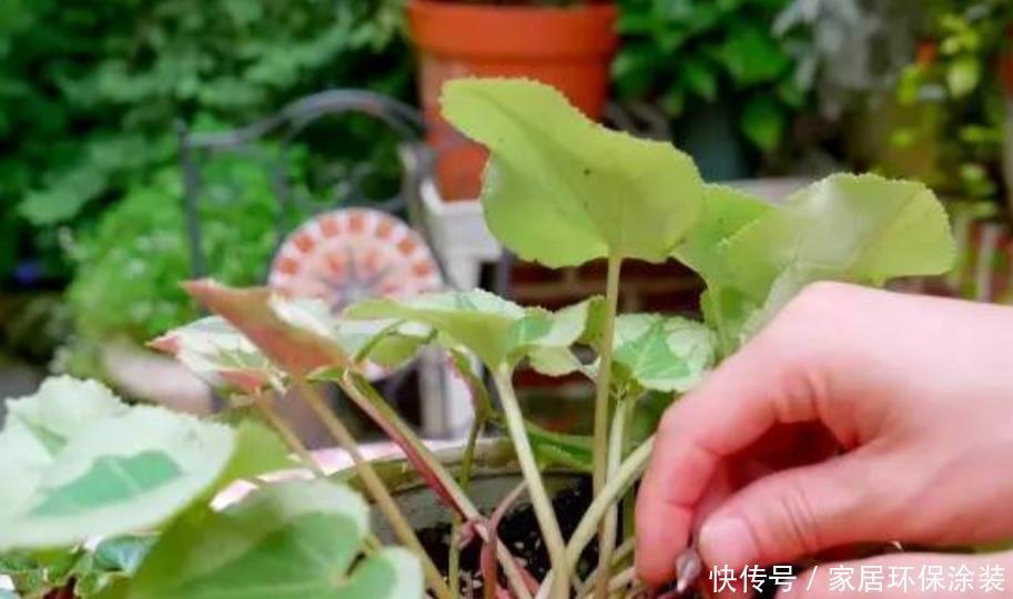 茶花扦插掉叶：原因分析与解决方法