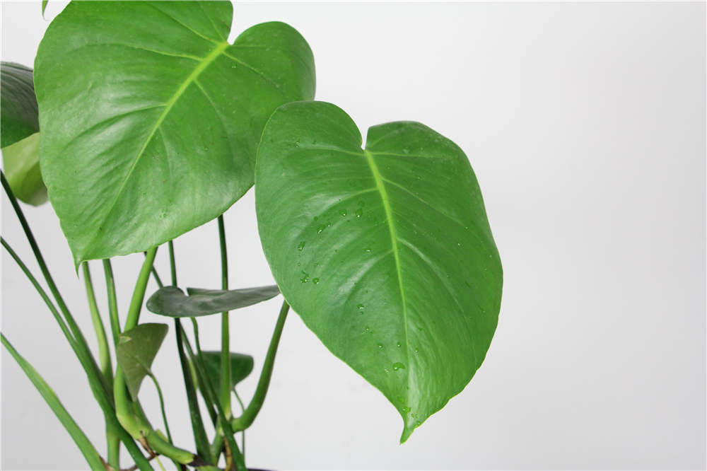 仙人指扦插视频：教你轻松繁殖多肉植物