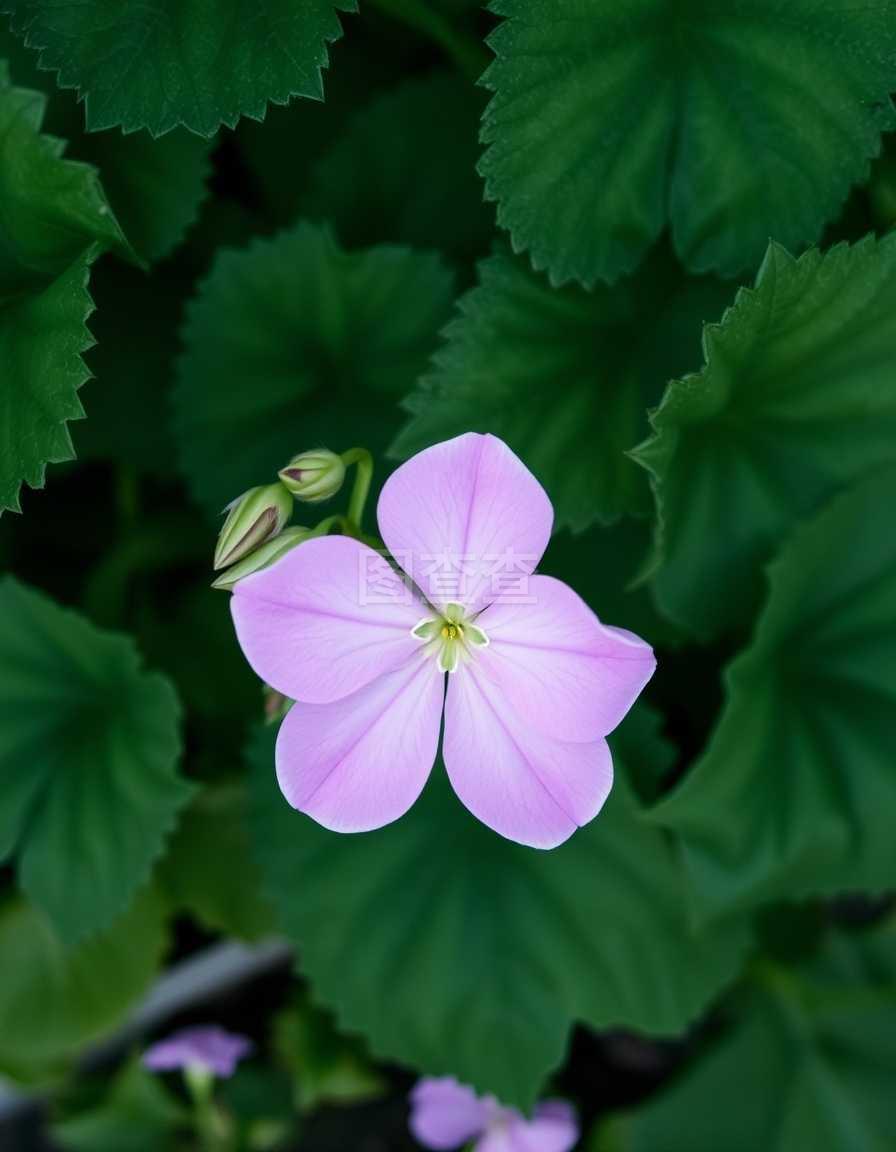 朱槿冬天怎么扦插 - 植物养殖指南