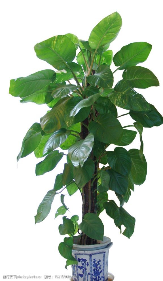 睡莲的种植方法：打造水中花园