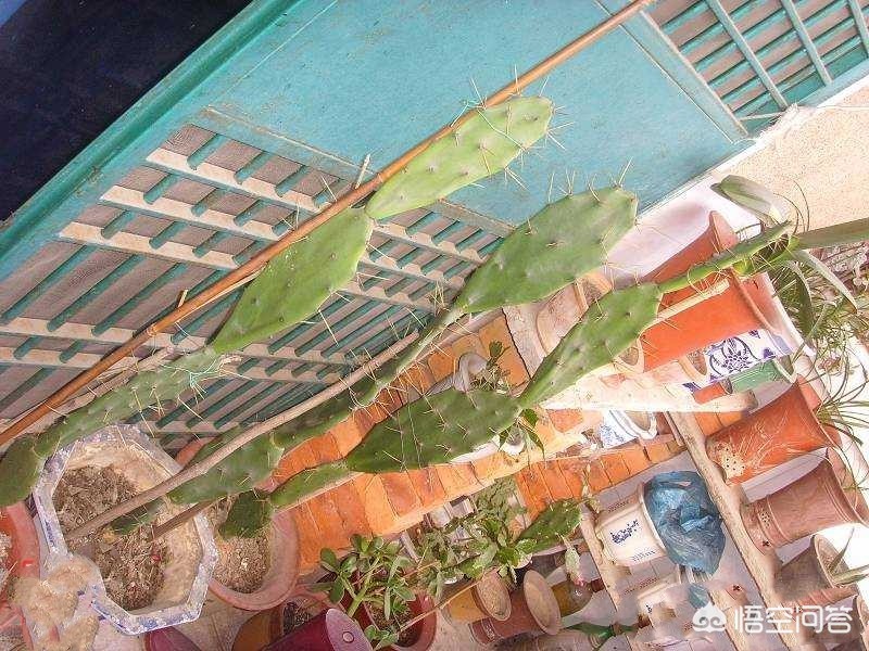桃核种植方法：开启家庭园艺新篇章