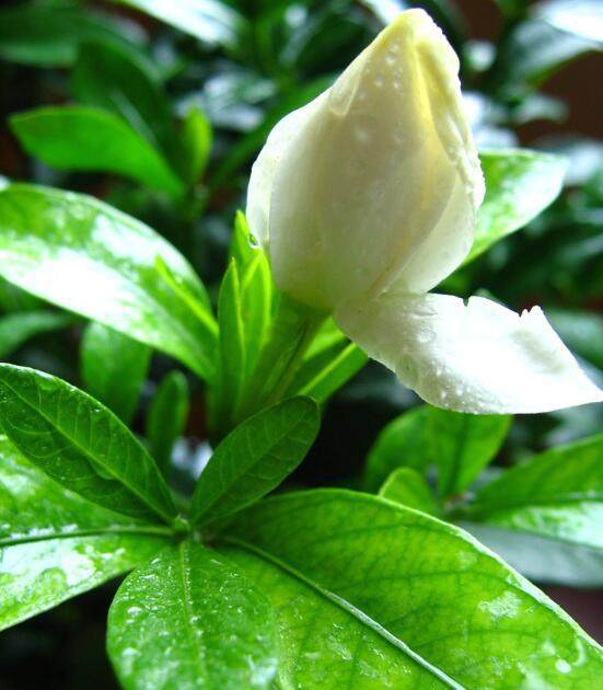 韭菜籽的种植方法：掌握技巧，轻松培育绿色佳肴
