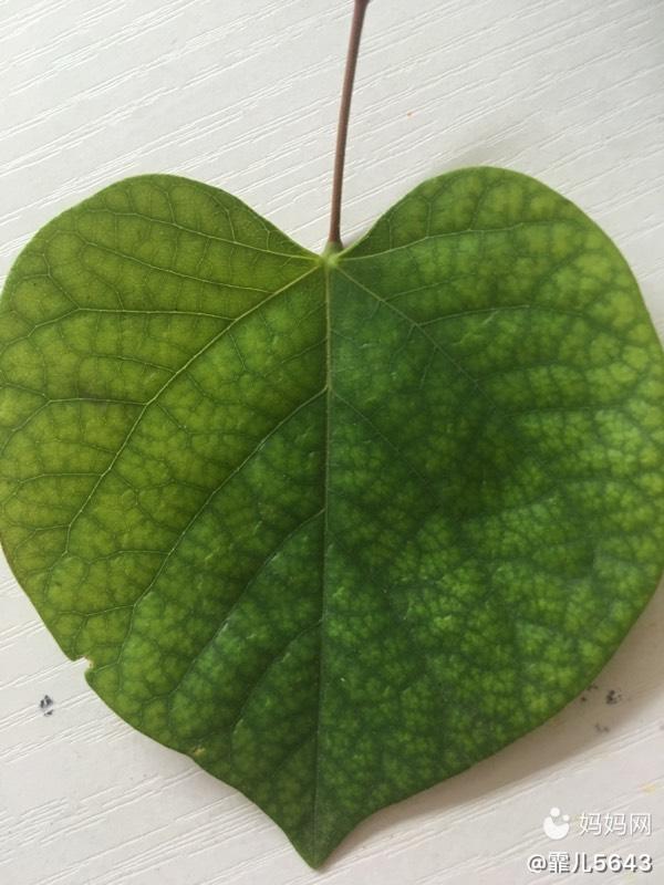 金钱桔扦插：繁殖新植株的简易指南
