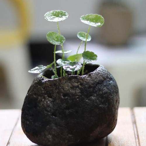 盆栽柠檬的种植技术
