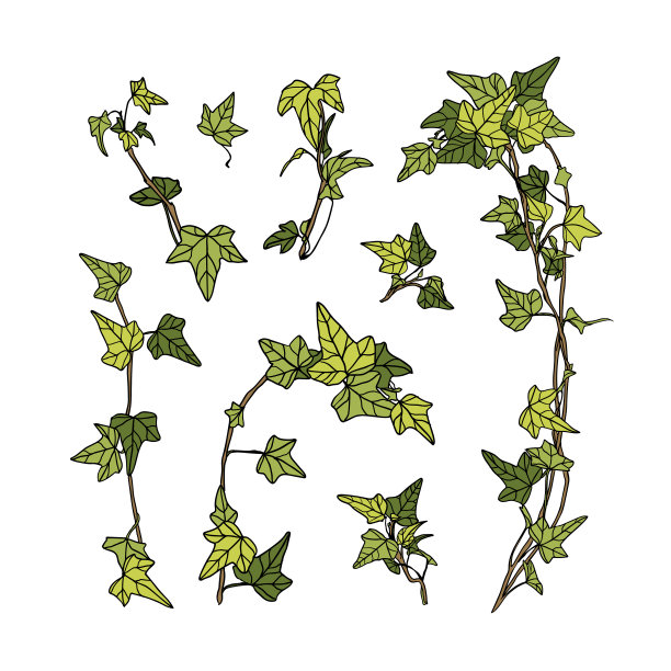 铁线莲花后枝条扦插：繁殖新植株的技巧指南