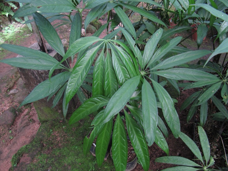 芍药怎么扦插繁殖：掌握技巧，轻松繁殖美丽芍药