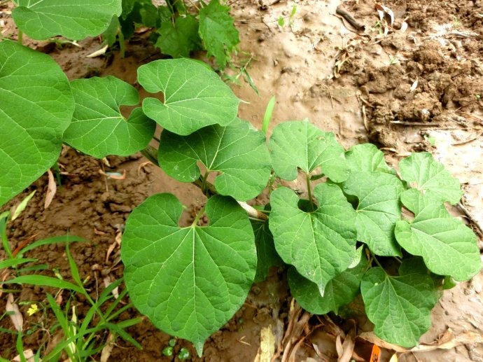 普通土金钱树扦插：繁殖新植株的简易指南