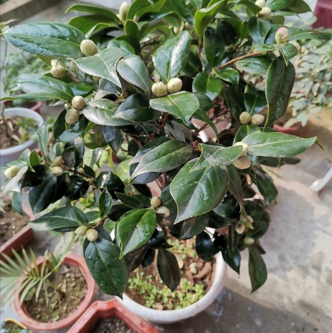 茉莉花能扦插吗？掌握正确方法，轻松繁殖茉莉花