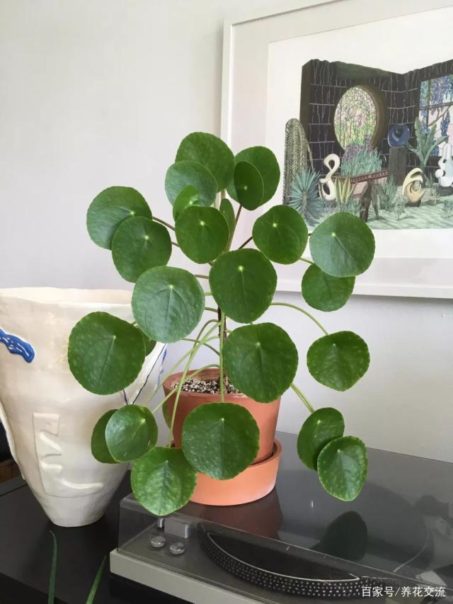 胡萝卜种植时间和方法：掌握要领，丰收在望