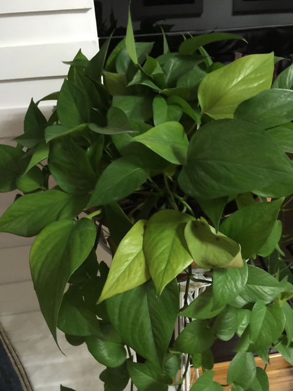小葱的种植方法和时间：家庭菜园必备指南