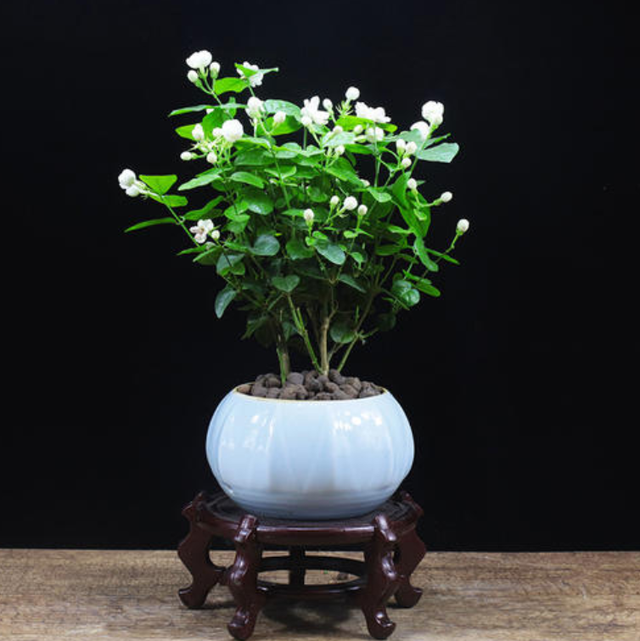 姑娘果种植方法视频：掌握技巧，轻松种植美味果实