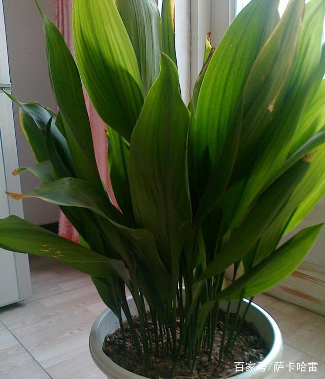 竹子的种植方法和要求
