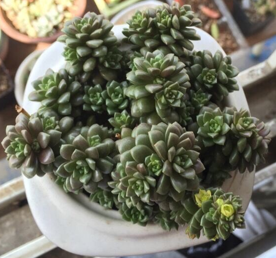 米兰花的修剪方法：让花香四溢的秘诀