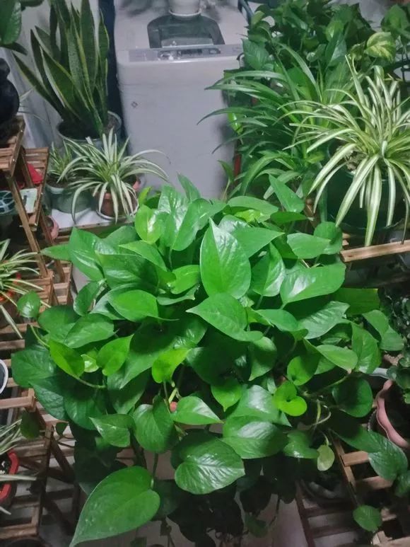 南瓜种植方法：掌握要领，收获丰硕果实