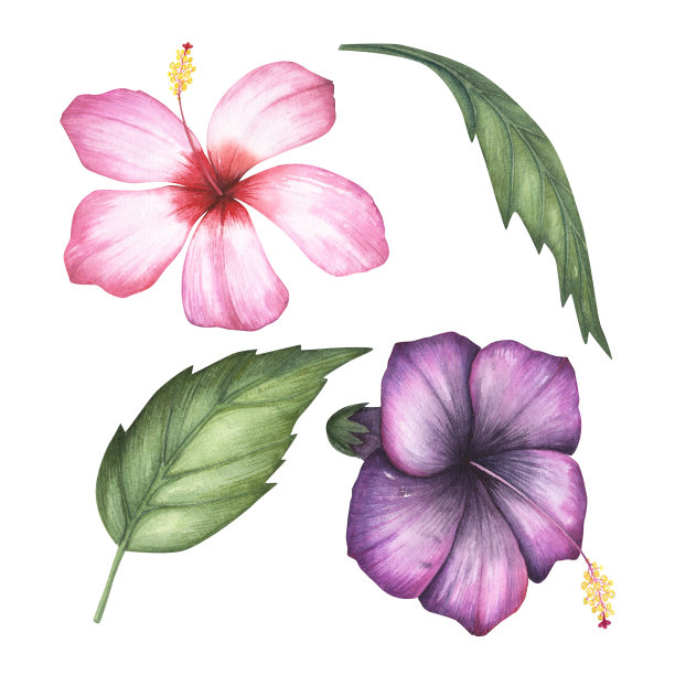 ### 小香芹种植方法和时间