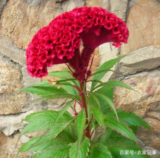 金铃花的养殖方法