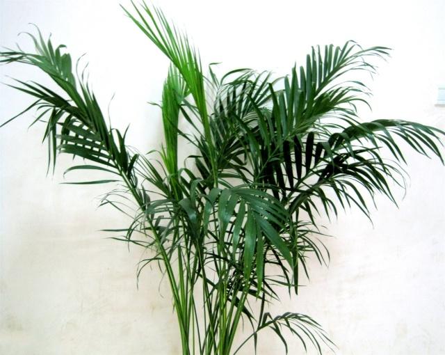 波斯菊怎么种植方法：培育美丽花海的全攻略