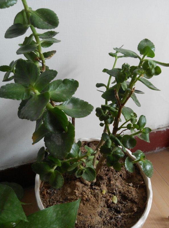 ### 柚子树可以盆栽吗？探索家庭种植新可能