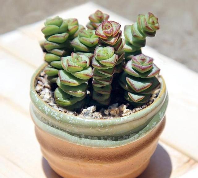 找野生竹鼠的方法视频：探索自然之谜