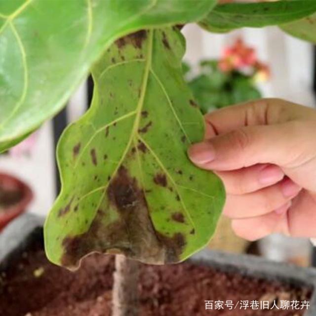 沙漠玫瑰的修剪方法图：详解养护步骤