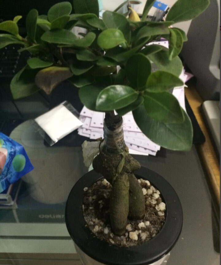 山药的种植方法视频：掌握关键技术，种植高品质山药