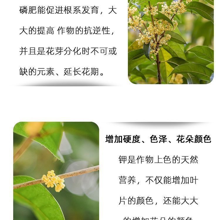 花五星方法：打造专业级植物养护攻略