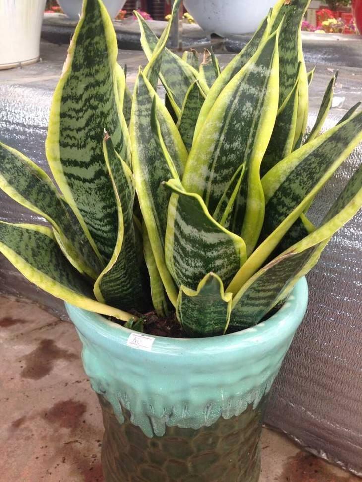 茄子种子怎么种植方法