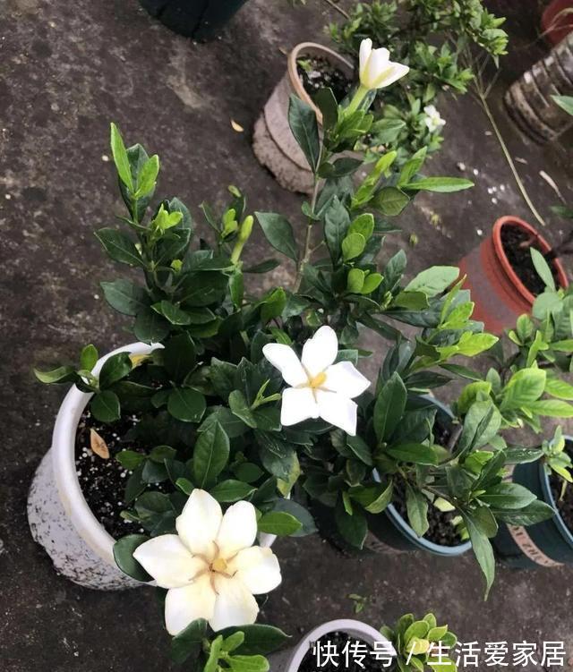 ### 灯笼花养殖方法:让你的花园增添异彩 ### 灯笼花养殖方法:让你的花园增添异彩
