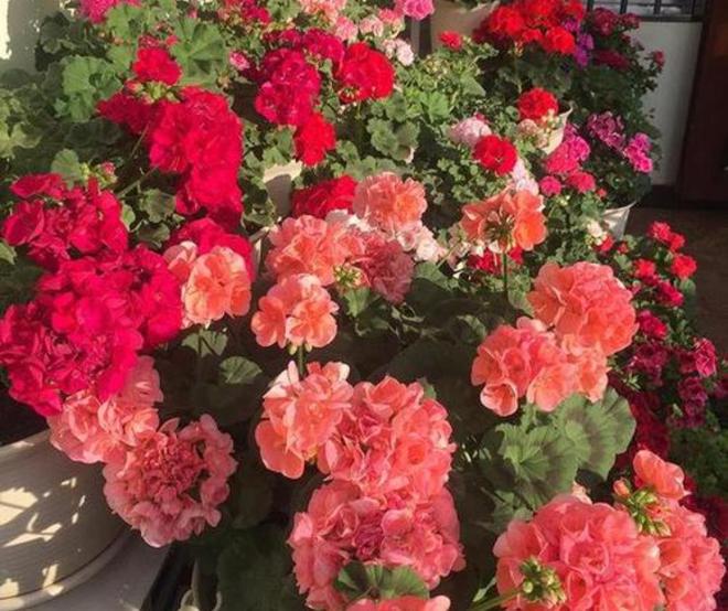 紫花苜蓿种植方法：详解高效种植技巧