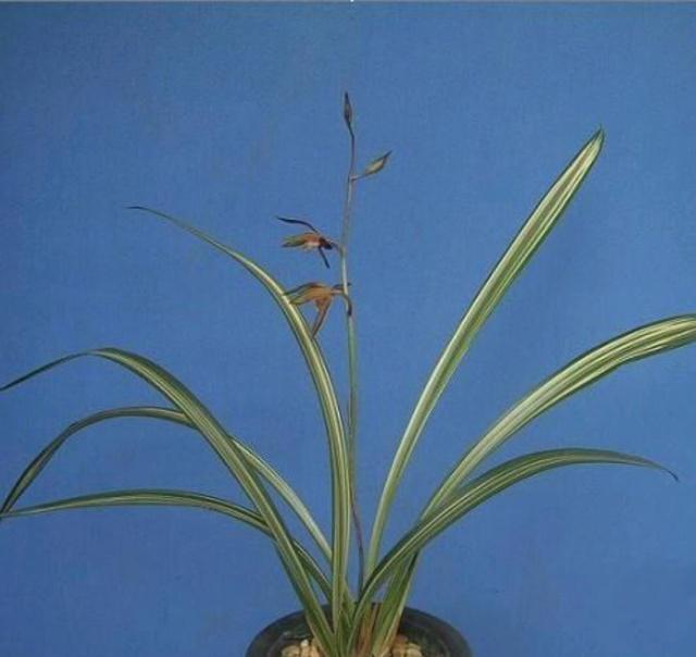 仙人指开花的养殖方法