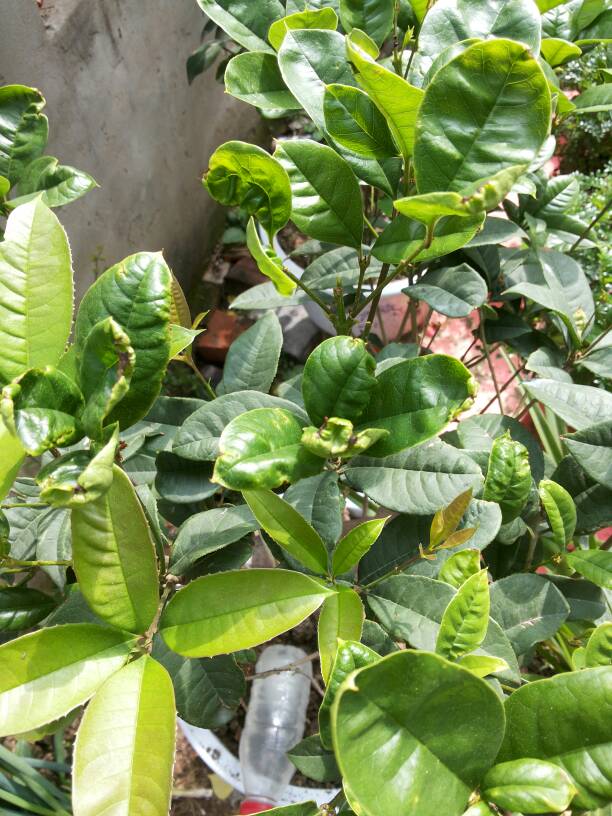 金钱草的种植方法：为您揭秘高效的养护秘诀