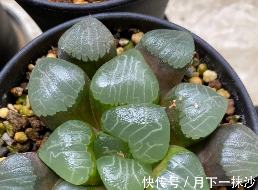 玉树盆栽土壤：选择与养护全攻略