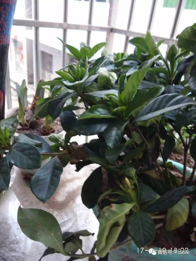 向日葵种植方法：从选种到收获的全指南