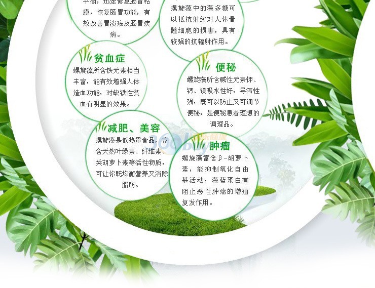 芸豆种子种植方法：详解每一步骤