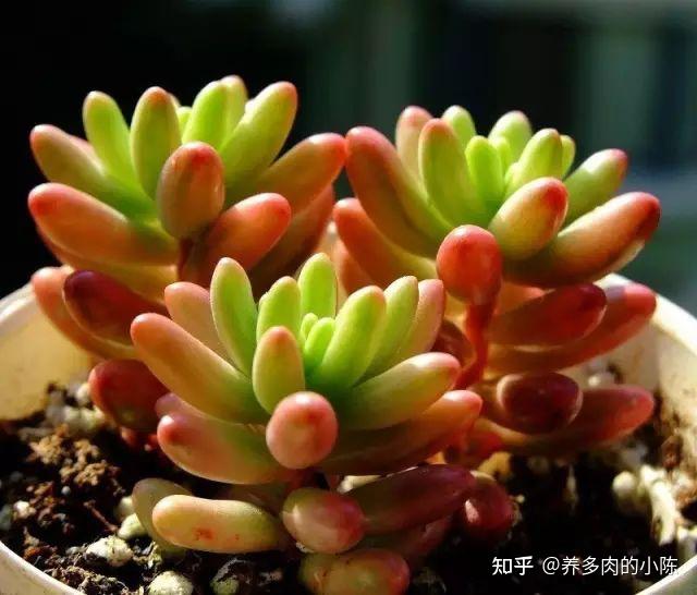科学养牛方法：提升养殖效益的关键途径