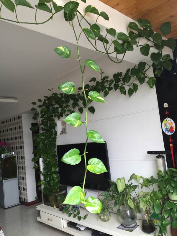 彩叶草的繁殖方法