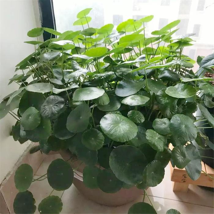 荷花粉的功效与作用及食用方法