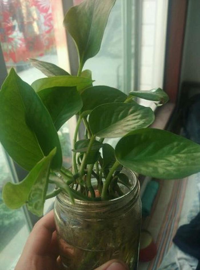 盆栽榆树的养殖方法