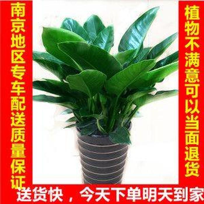 盆栽荷花施肥方法：让您的荷花更加茁壮生长