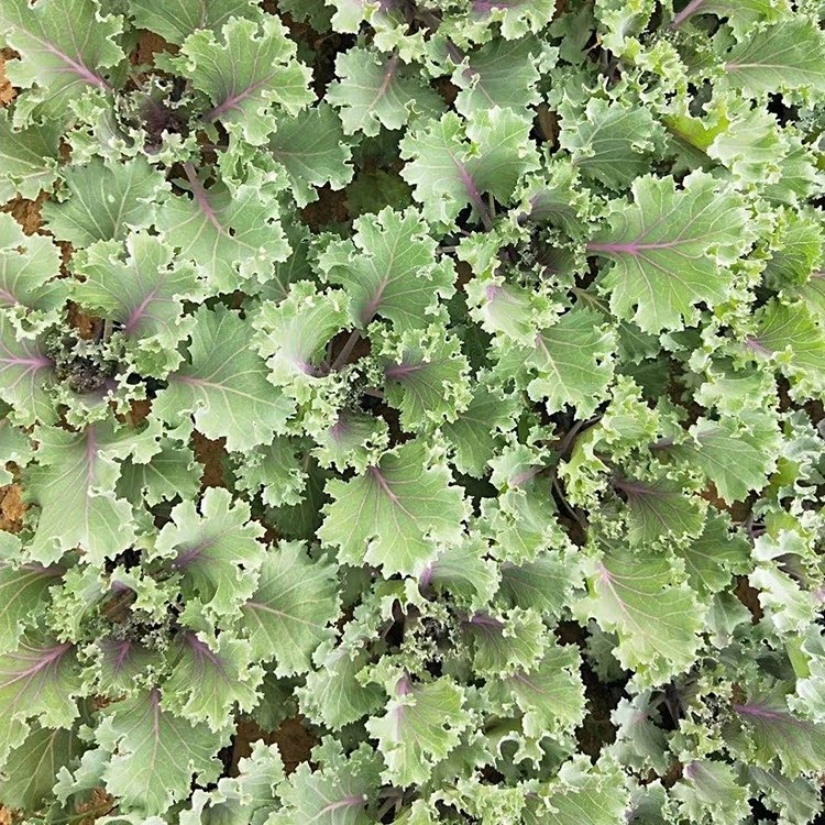 菊花的种植方法视频：掌握要点，轻松培育美丽菊花