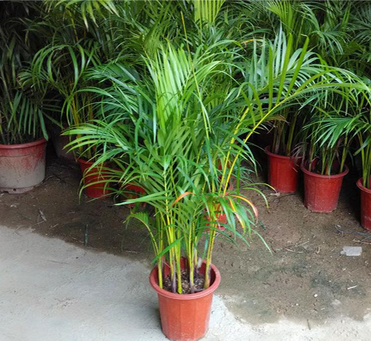 草莓移植方法：确保草莓健康成长的秘诀