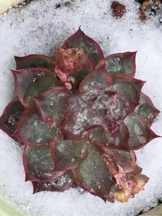 种大蒜的方法和时间：掌握最佳种植技巧