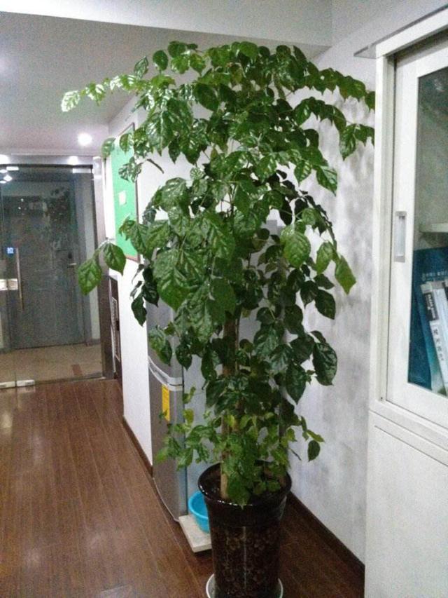 红钻花卉的养殖方法